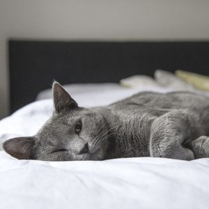 Relaxing for Cats
