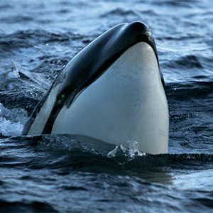 Image for 'Marine Mammals And Fish Of Lofoten And Vesterålen'