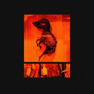 Priming the Wook - Single