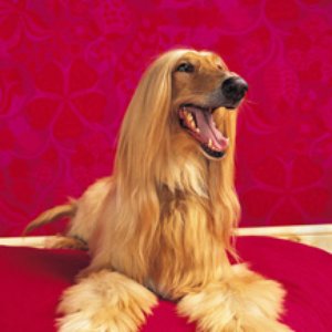 blOndbrunOn 的头像
