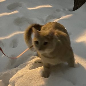 Strayz 的头像