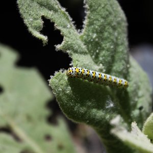 Compromised Butterfly - Single