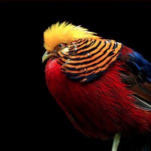 A Short Story of the Mahale Mountains