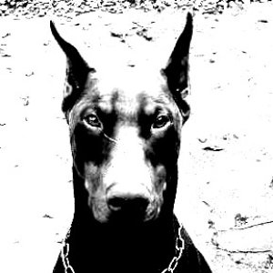 Avatar di Belzebub Skurený Dobermann