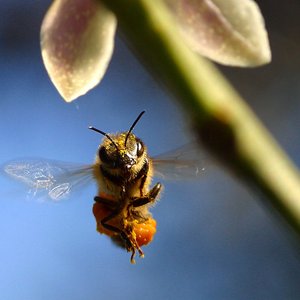 Image for 'Ninjabee Terror Squad'