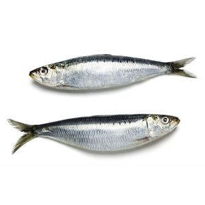 Sardine