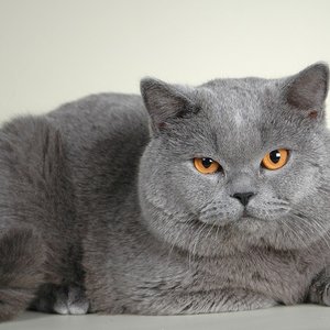 “Tom Catt's PC”的封面