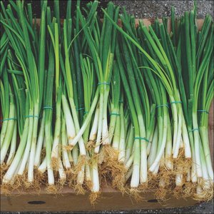 Green Onions