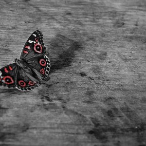 Meadow Argus için avatar