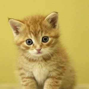 Avatar for Элина