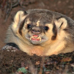 Avatar for Lonely Badger