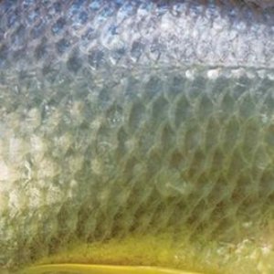 El año del pescado