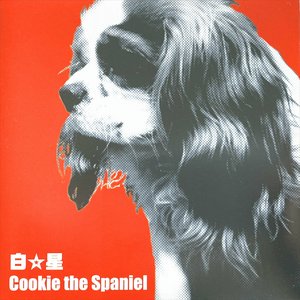 Cookie The Spaniel