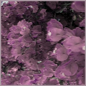 Recluse