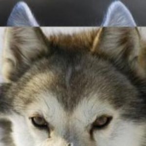 Avatar für sir Шарикъ