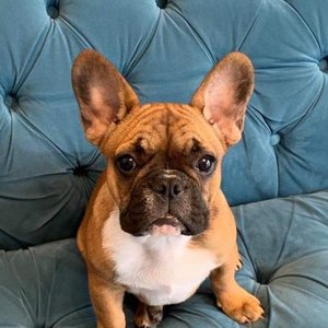 Affluencer 的头像