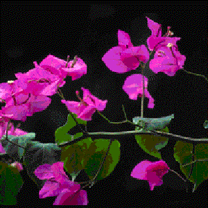 Bild für 'bougainville'