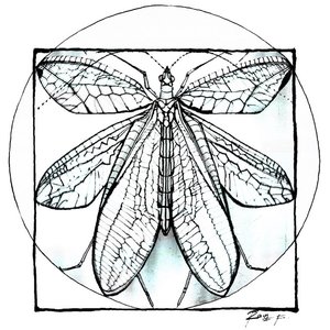 imago