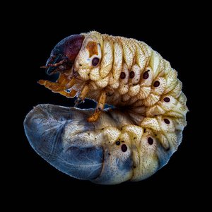Maggot