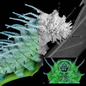 Microrganic Aliveness