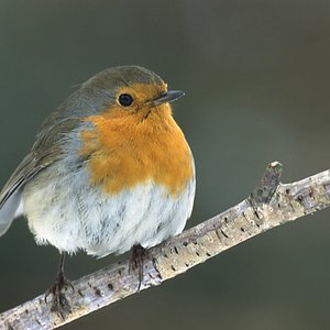 Erithacus rubecula 的头像