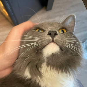 ...