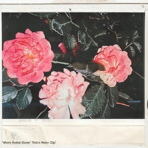 Where Roses Bloom (Voice Memo Clip)