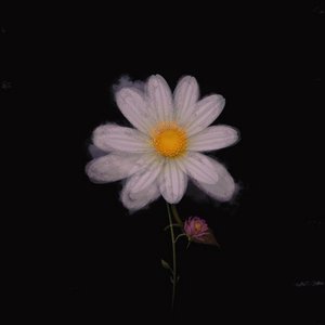 GoodNight Daisy 黛西晚安区 的头像