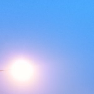 lemon tree - single