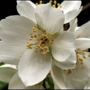 Elderflower 的头像