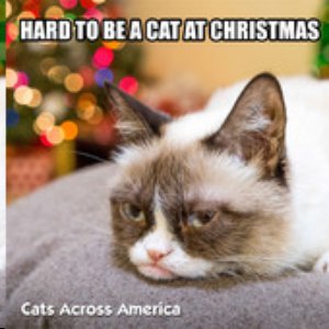 Hard to Be a Cat at Christmas