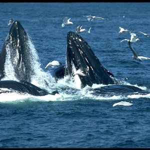 Image for 'Various Whales'