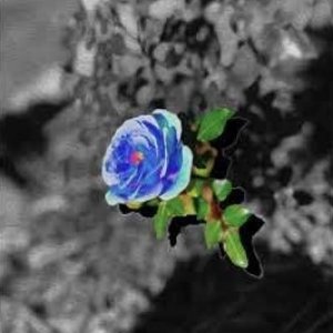 Blue Rose