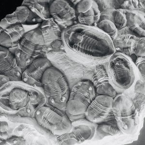 Ordovician Echo