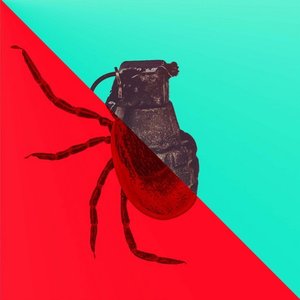 Alice Window - Single