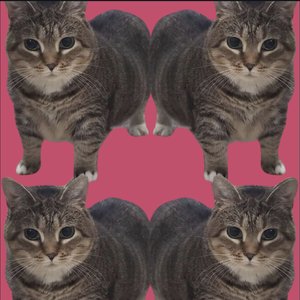Oiiaoiia Cat - Single