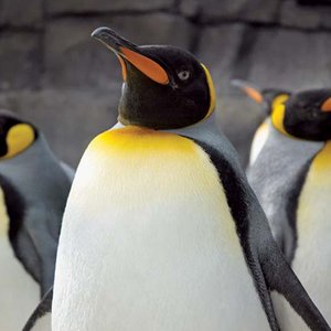 Avatar for Childish Penguino