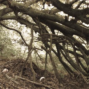 Under Bent Limb Trees