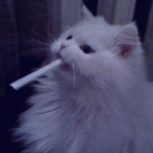 Sozer 的头像