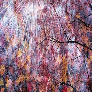 四季 / Four Seasons