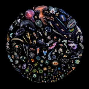 Racing Extinction