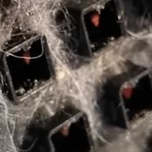 Tubeworm (Instrumental)