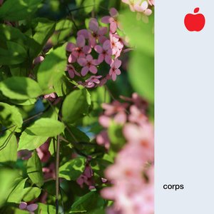 Corps - Single