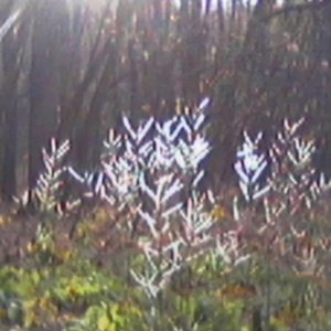 the glade within the grove