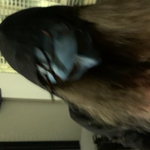 Avatar for blukaz