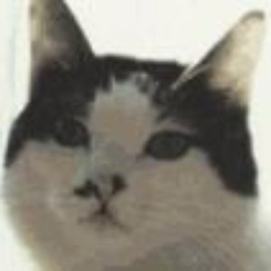 Avatar for Cat or Die