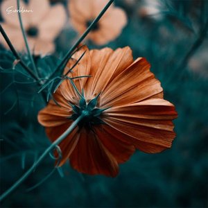Everbloom - Single