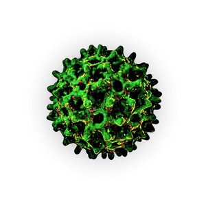 bacteria