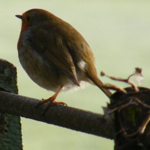 Image for 'Little Bird'