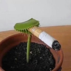 młody di dik için avatar
